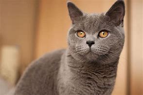 Image result for British Blue Cat