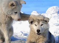 Image result for Funny Husky Dogs