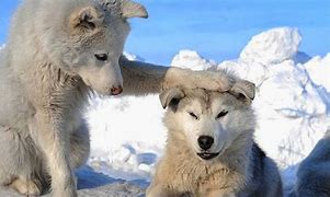 Image result for Funny Winter Animals