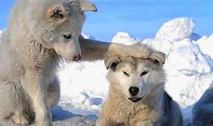 Image result for Funny Animal Perfil
