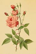 Image result for Tea Rose Clip Art