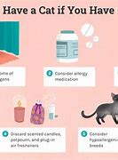 Image result for cats farts allergy