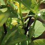 Image result for Lonicera kamtschatica Bee Myberry