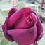 Image result for Hybrid Tea Oklahoma