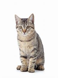 Image result for Happy Cat White Background