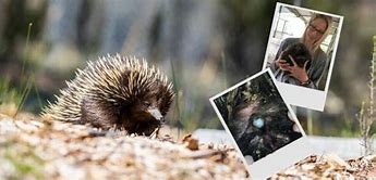 Image result for Echidna Pouch