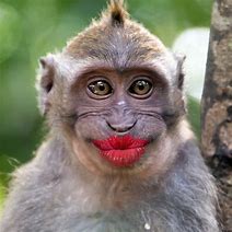 Image result for Monkey Kiss Face
