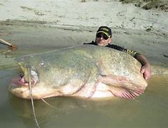 Image result for Largest Catfsh