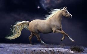 Image result for Horses