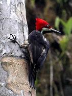 Image result for Campephilus gayaquilensis