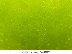 Image result for Green Apple Texture