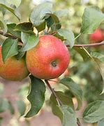 Image result for Honeycrisp Apple Fruit Tree
