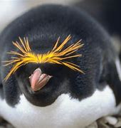 Image result for Penguin Eat Apple