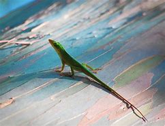 Image result for Florida Garden Lizards