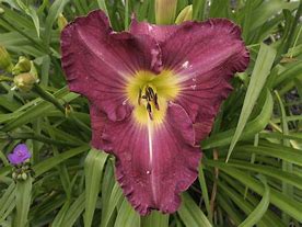 Image result for Hemerocallis Unchartered Waters