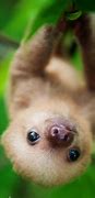 Image result for Scary Baby Sloth