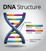 Image result for Chemical Structure of DNA Molecule