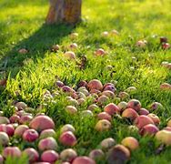 Image result for Apple Falling Off a Tree