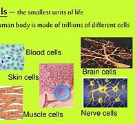 Image result for The Smallest Cell in the Human Body