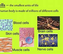 Image result for Smallest Unit of Life to Largest