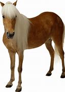 Image result for White Foal Horse No Background