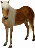 Image result for Brown Horse White Background
