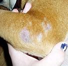 Image result for Papilloma Dog Skin