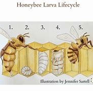 Image result for Bee Reproduction