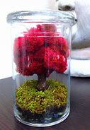 Image result for DIY Wall Mounted Moss Terrarium