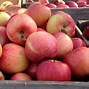 Image result for Apple Picking in Hungary