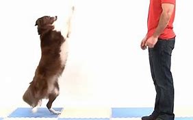 Image result for Dog Going to Stand