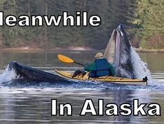 Image result for Alaska Brand Meme