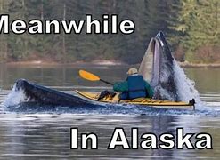Image result for Riding Caribou in Alaska Meme