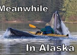 Image result for Alaskan Memes