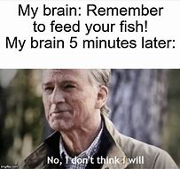 Image result for Fish Brain Meme