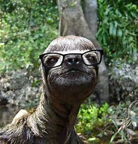 Image result for Fat Sid the Sloth with Glasses