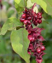 Image result for Leycesteria formosa Purple Rain