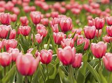 tulipani fiori significato fiori tulipano linguaggio dei fiori tulipani fiori significato fiori tulipano linguaggio dei fiori