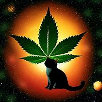 Image result for Space Weed Cat