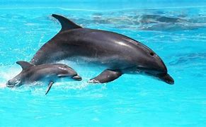 Image result for Dolphins Being Funny