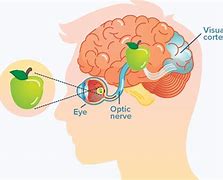 Image result for Sense of Sight in the Brain