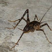 Image result for Hopping Crickets in Basement