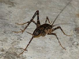 Image result for Baby Cave Crickets