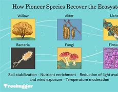 Image result for Pioneer Species Science