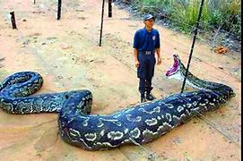 Image result for World Biggest Snake Eating