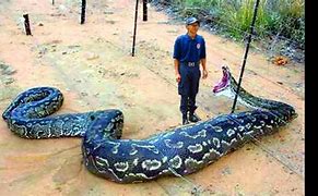 Image result for Biggest Snake in the World Eating People