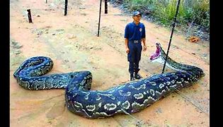 Image result for Biggest Snake in the World Eating