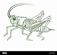 Image result for Cricket Outline Body Parts