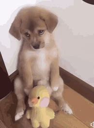 Image result for Reeee Dog GIF