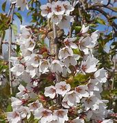 Image result for Prunus yedoensis